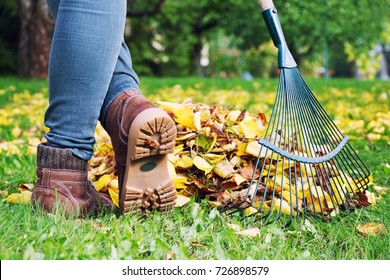 Gardener woman raking up autumn leaves in garden. Woman standing with rake. Autumnal work in garden.  - Powered by Shutterstock