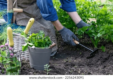 Gardener is working in vegetable garden at home, worker cares about growing celery, sustainable agriculture concept