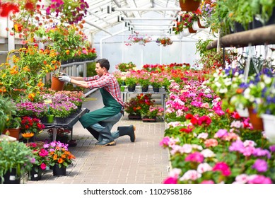 Gardener Works In A Greenhouse Of A Flower Shop