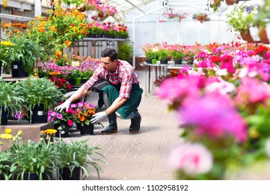 Gardener Works In A Greenhouse Of A Flower Shop