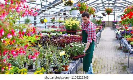 Gardener Works In A Greenhouse Of A Flower Shop