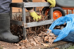A Gardener In Yellow Gloves Lays Dry Leaves On The Roots And Stems Of A Large-leaved Hydrangea To Insulate The Plant With A Covering Material From Winter Frosts