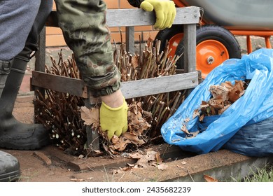 A gardener in yellow gloves lays dry leaves from a blue plastic bag over the roots and stems of a large-leaved hydrangea to insulate the plant with a covering material from winter frosts - Powered by Shutterstock