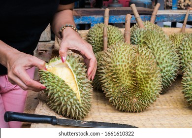 Gardeners Cutting Organic Durian Fruit Fresh Tree At Harvest Agricultural Garden Of Thailand. Durians Is The King Of Fruits, Asian Fruit Of Tropical.