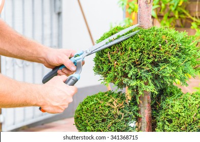 Gardeners in front of a house in the front yard. Trim a Tree of Life or Thuja tree with a hedge trimmer or chainsaw small to maintain its ornamental form. - Powered by Shutterstock