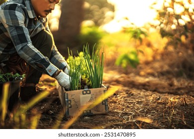 Gardeners are growing scallions and cilantro in pots. - Powered by Shutterstock