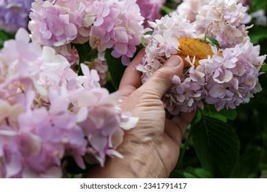 Gardener's hand. The bush of hydrangea in the garden. Landscaping. Cultivation, care, and protection in the fall season. - Powered by Shutterstock