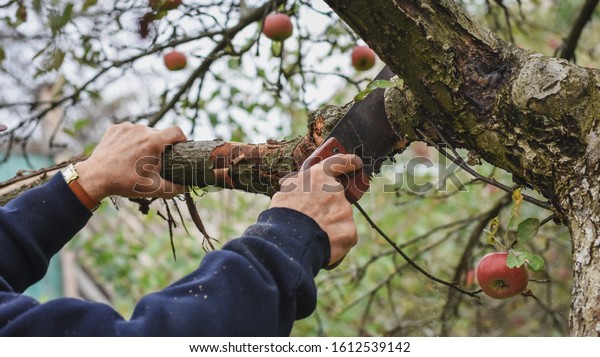Gardener\'s hand cutting tree branches in spring.\
Seasonal tree\
pruning.