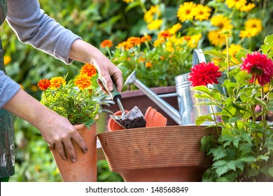 Gärtner legen Blumen in Topf mit Schmutz oder Boden