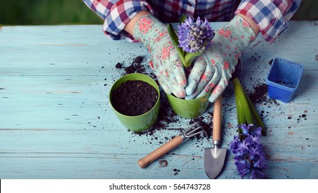 Gardeners hand planting flowers in pot with dirt or soil. - Powered by Shutterstock