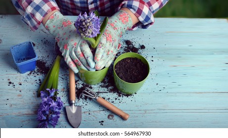 Gardeners hand planting flowers in pot with dirt or soil. - Shutterstock ID 564967930