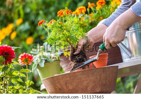 Gardeners hand planting flowers in pot with dirt or soil