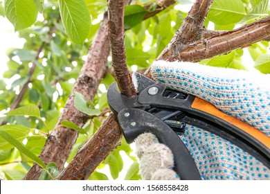 Gardener's Hand Pruning Cultivar Cherry Tree With Garden Secateurs In The Summer Garden