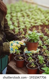 A gardener's hand in rubber gloves is planting seedlings in a pot with a garden tool. Soft selective focus, defocus. Artistic noise.