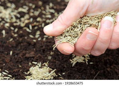 A Gardeners Hand Sowing Lawn Seed