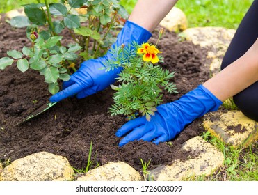 Gardeners Hands In Blue Gloves Planting Marigold Flowers In A Soil In Summer Garden