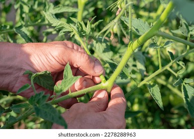 Gardener's hands cutting off small additional suckers and branches on tomato bush. Increasing harvest of organic vegetables in farmland