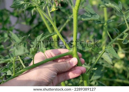 Gardener's hands cutting off small additional suckers and branches on tomato bush on summer sunny day. Increasing harvest of organic vegetables in farmland