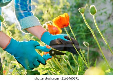 Gardeners hands in gardening gloves with pruner caring for red poppies flowers in flower bed - Powered by Shutterstock