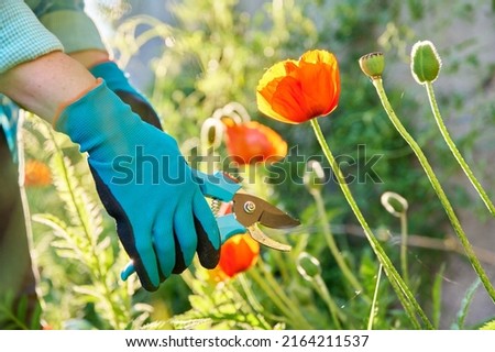 Gardeners hands in gardening gloves with pruner caring for red poppies flowers in flower bed