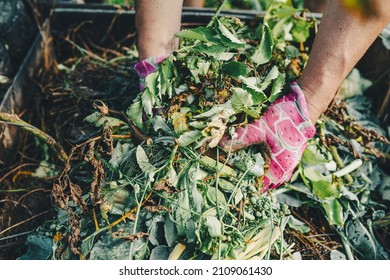 gardener's hands in gardening gloves are sorting through compost heap with humus, in backyard. Recycling natural product waste into compost heap to improve soil fertility. Processing agricultural wast - Shutterstock ID 2109061430