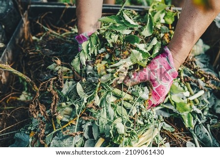 gardener's hands in gardening gloves are sorting through compost heap with humus, in backyard. Recycling natural product waste into compost heap to improve soil fertility. Processing agricultural wast Foto stock © 