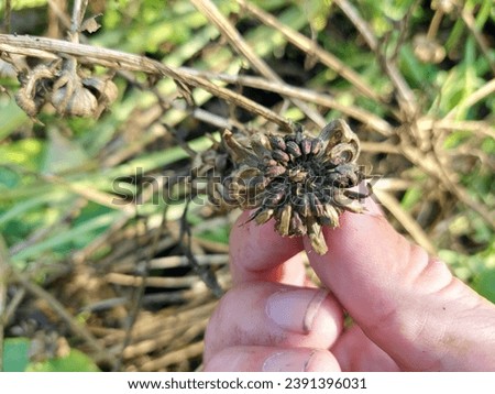 gardener's hands holding dried marigold flower to collect seeds for sowing in vegetable garden