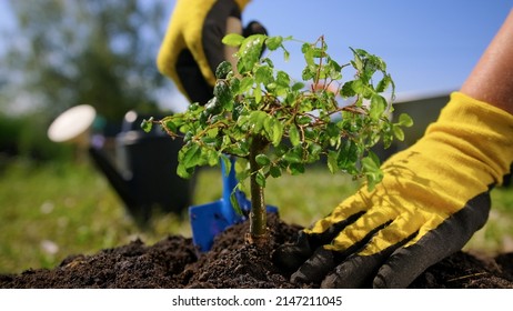 Gardener's hands are planted in black fertile earth by young plant bonsai tree in sunny weather. Gardener is engaged in planting plant in garden center pulls out hole in ground and plants green plant. - Powered by Shutterstock