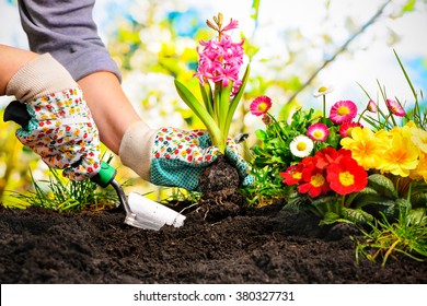 Gardeners hands planting flowers at back yard - Shutterstock ID 380327731
