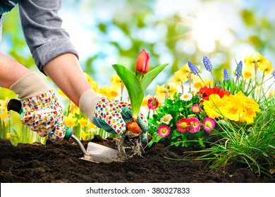Gardeners hands planting flowers at back yard - Shutterstock ID 380327833