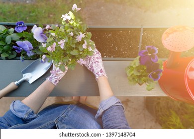 Gardeners Hands Planting Flowers In Pot With Dirt Or Soil In Container On Terrace Balcony Garden. Gardening Concept