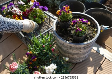 Gardener's Hands Planting Flowers In Pot With Soil On Terrace Balcony Garden, Close Up Photo. Gardening Concept                               