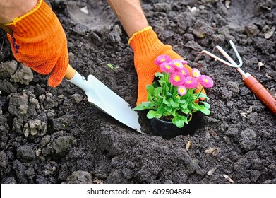 Gardeners hands planting marguerite flowers in garden