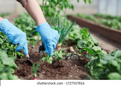Gardeners hands planting and picking vegetable from backyard garden. Gardener in gloves prepares the soil for seedling. - Shutterstock ID 1727557816