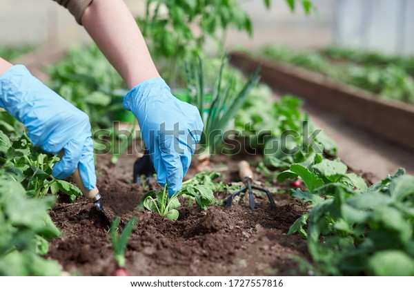 Gardeners hands\
planting and picking vegetable from backyard garden. Gardener in\
gloves prepares the soil for\
seedling.