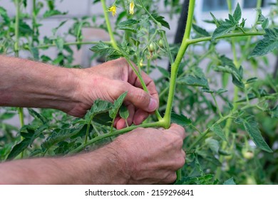 Gardener's hands prunning small additional suckers and branches on tomato bush. Increasing harvest of organic vegetables in farmland