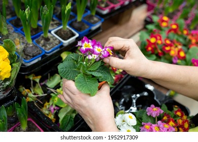 Gardener's hands remove a dried leaves of Primula denticulata in a flower shop or greenhouse. A woman holding a Primula in gives the plant a marketable appearance. Selective focus
