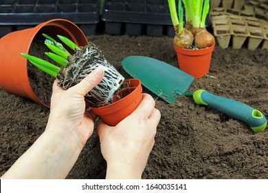 A Gardeners Hands Repotting A Plant.