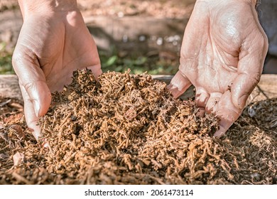 gardener's hands are sorting through food waste tea leaves on the compost heap. Used tea leaves as organic compost. used tea infusion as organic plant fertilizer