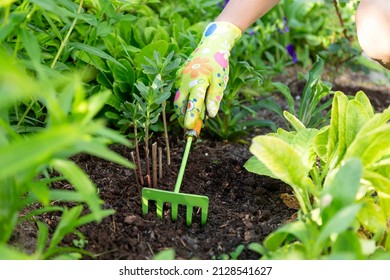 Gardener's Hands In Textile Gloves Working With A Small Green Handle Rakes Loosening The Soil On A Flower Bed