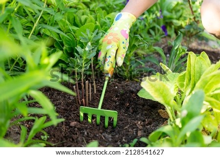 Gardener's hands in textile gloves working with a small green handle rakes loosening the soil on a flower bed