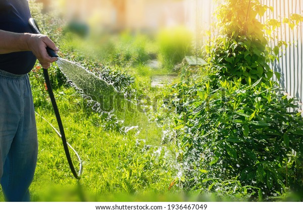 The gardener\'s hands\
water the garden. a man waters the grass with a hose. Spring work\
in the garden.