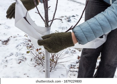 Gardener's hands wrapping a young ornamental apple tree trunk with a spunbond bandage to protect it from frost and sunscald in the autumn garden - Shutterstock ID 1879229800