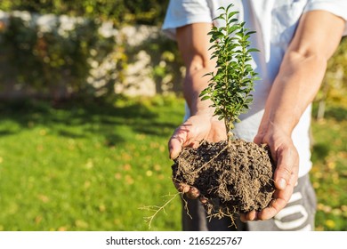 gardener's male hands hold young boxwood sapling with open root system with clod of earth. Spring work on transplanting garden plants. Plant growing farm for garden landscaping