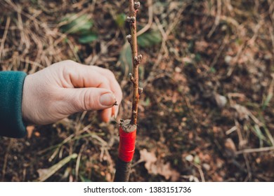 A gardener's woman clogs a cut-off part of the grafted tree to prevent rotting at this place in close-up. - Shutterstock ID 1383151736