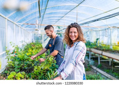 Gardeners Working At Plant Nursery. In Gardening Business . Taking Care Of The Plants. Happy To Work On The Field . Family Business. Happy Woman And Man Working With Plants In A Garden House