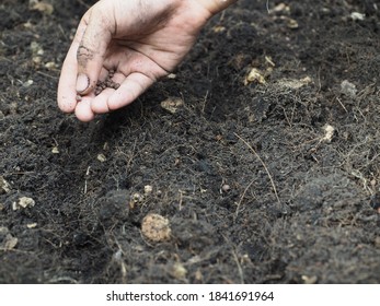 Gardeners's Hand Sprinkling Seeds On The Soil For Planting, Selective Focus, Homegrown Vegetable Concept.