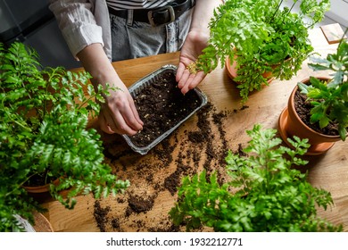 Garden,gardening Home. Girl Replanting Green Pasture In Home Garden.agriculture,indoor Garden,room With Plants Banner Potted Green Plants At Home, Home Jungle,Garden Room Gardening, Plant Room,