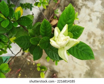 Gardenia Ananta Or Cape Jasmine Flower.
