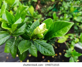 Gardenia Augusta の画像 写真素材 ベクター画像 Shutterstock